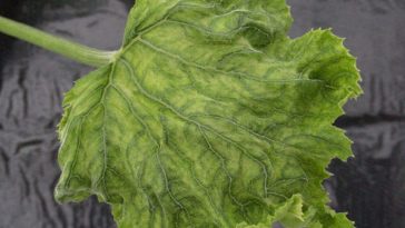 plante virus ToLCNDV