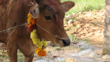 vache inde