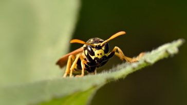 guêpe insecte feuille voler