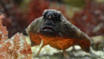 Ogcocephalus nasutus 2