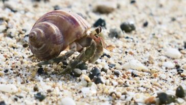 bernard-l’hermite 2