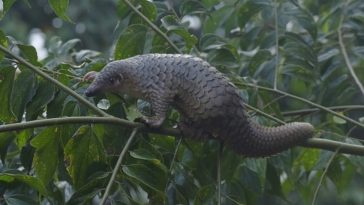 pangolin 1
