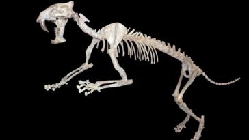 Hoplophoneus_primevus_IMG_4443