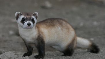 putois à pieds noirs 2