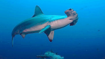 requin marteau