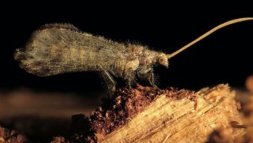 insecte larve termites