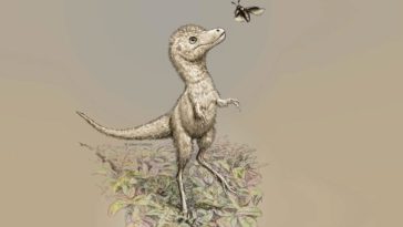 tyranossaures