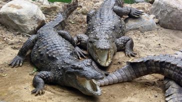 crocodiles
