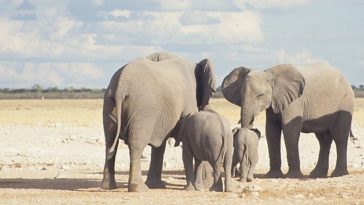 éléphants afrique