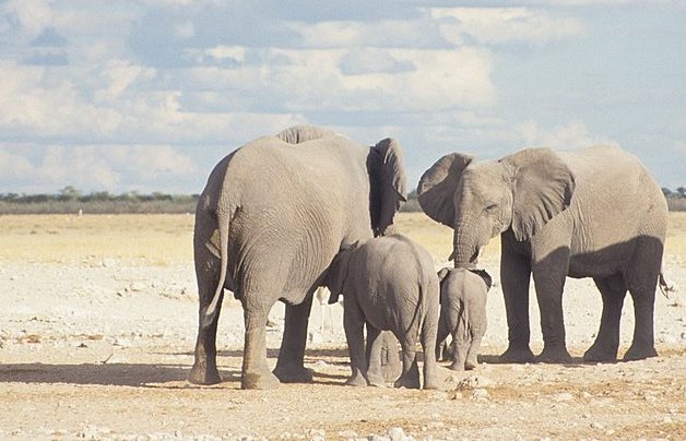 éléphants afrique