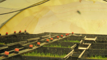 hydroponie fourrage vert