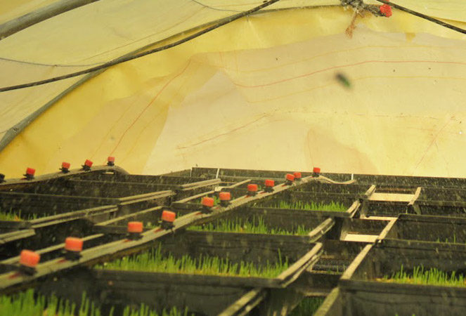 hydroponie fourrage vert