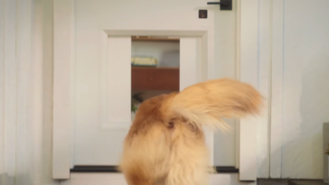 porte connectée chien 3