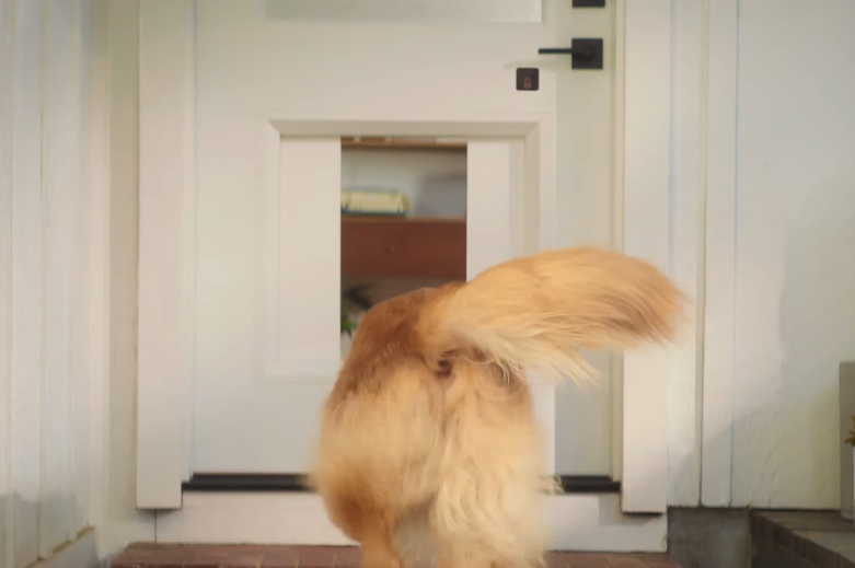 porte connectée chien 3