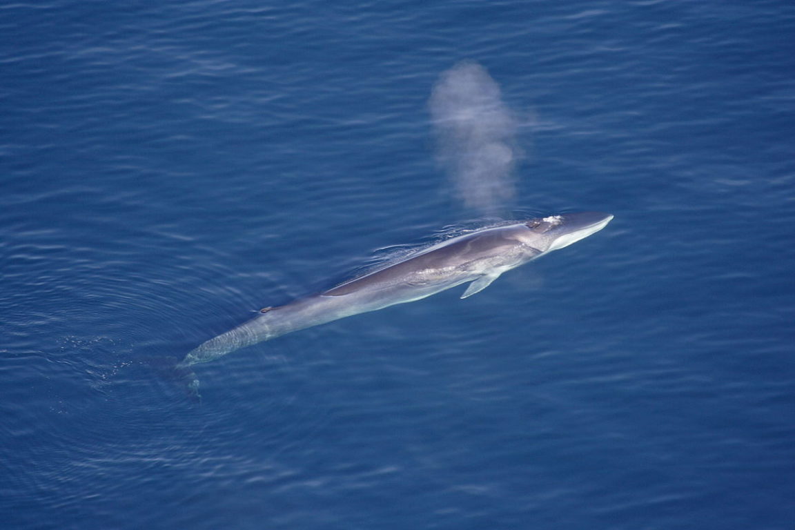 Balaenoptera physalus rorqual