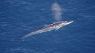 Balaenoptera physalus rorqual