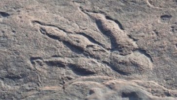 empreinte dinosaures