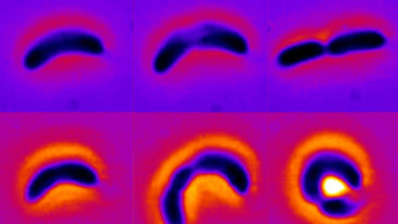 bactéries antibiotiques