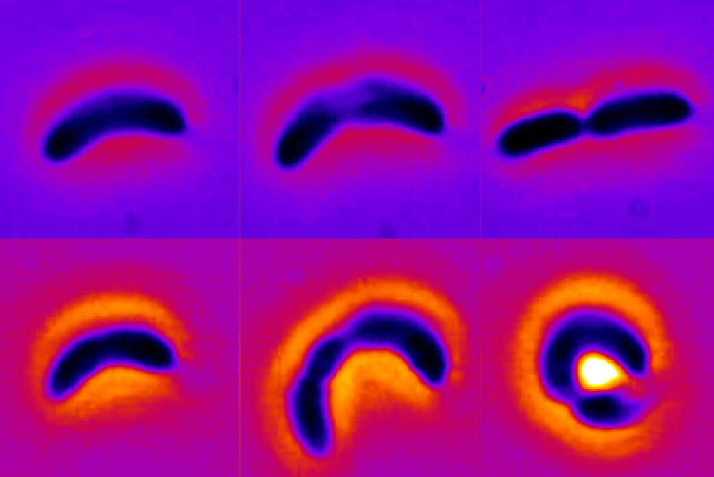 bactéries antibiotiques