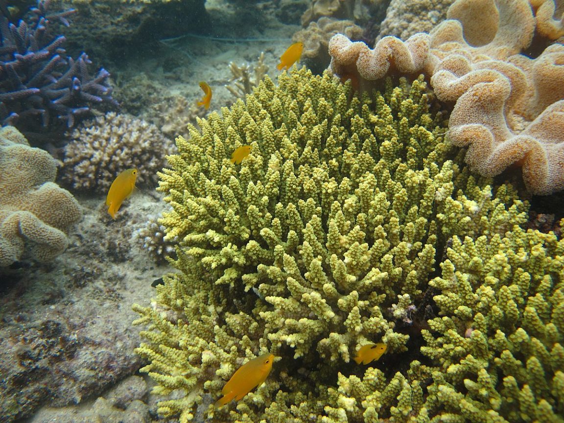 Acropora tenuis coraux