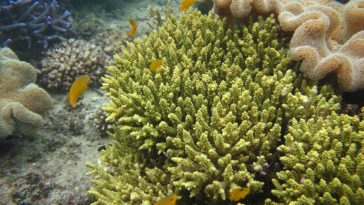 Acropora tenuis coraux