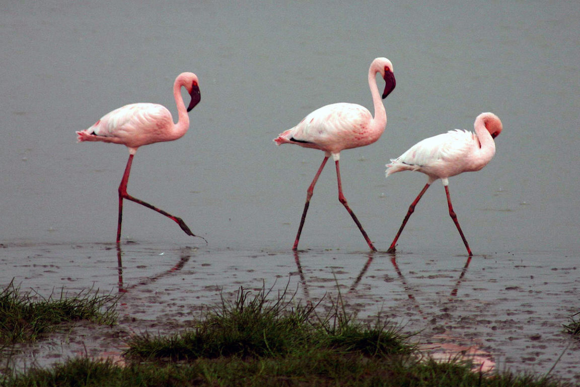 flamants roses