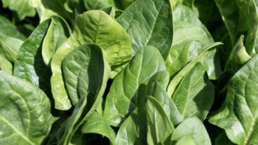 épinard plants