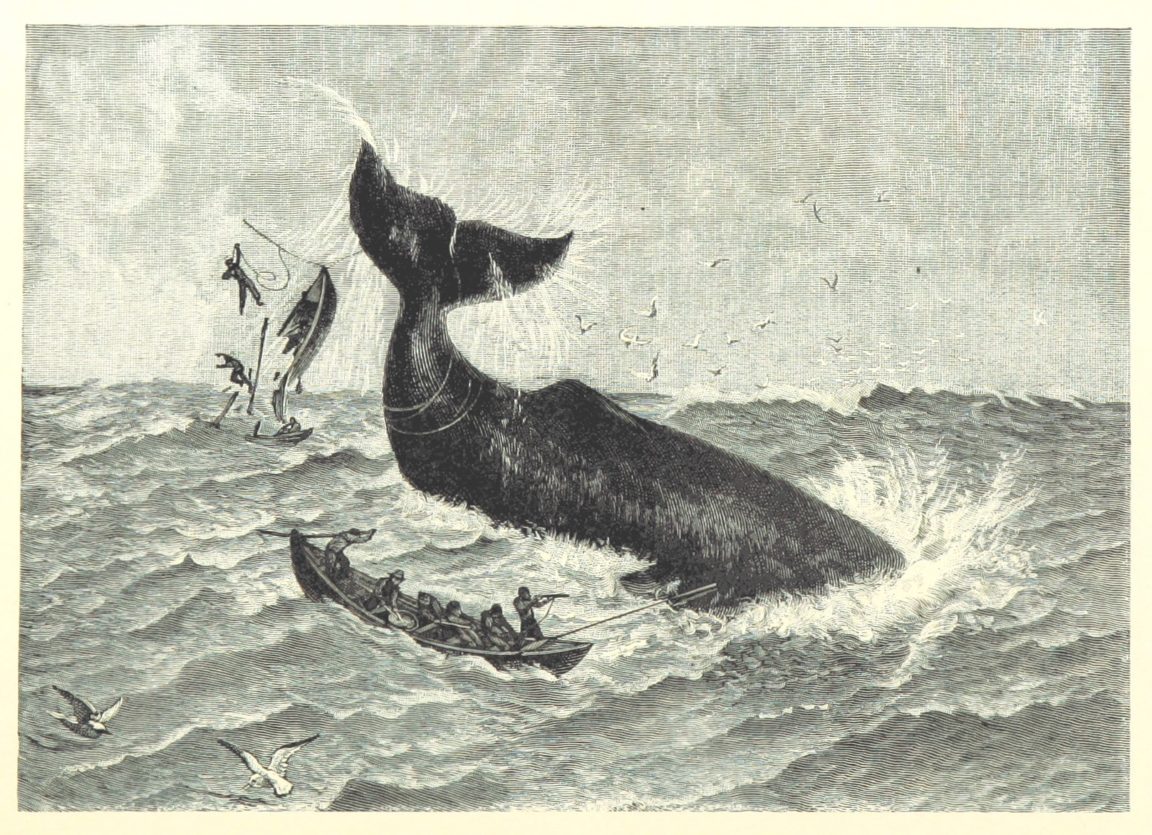 cachalots baleiniers