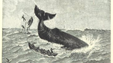 cachalots baleiniers