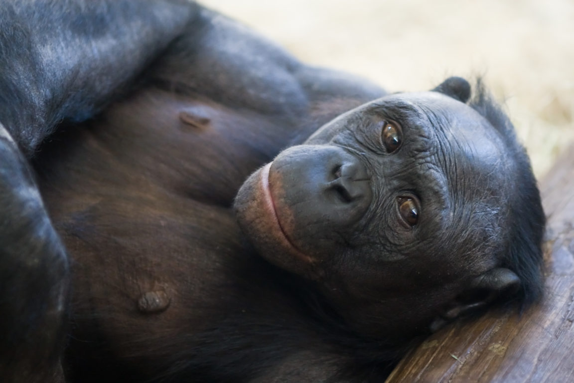 primates covid bonobos chimpanzés
