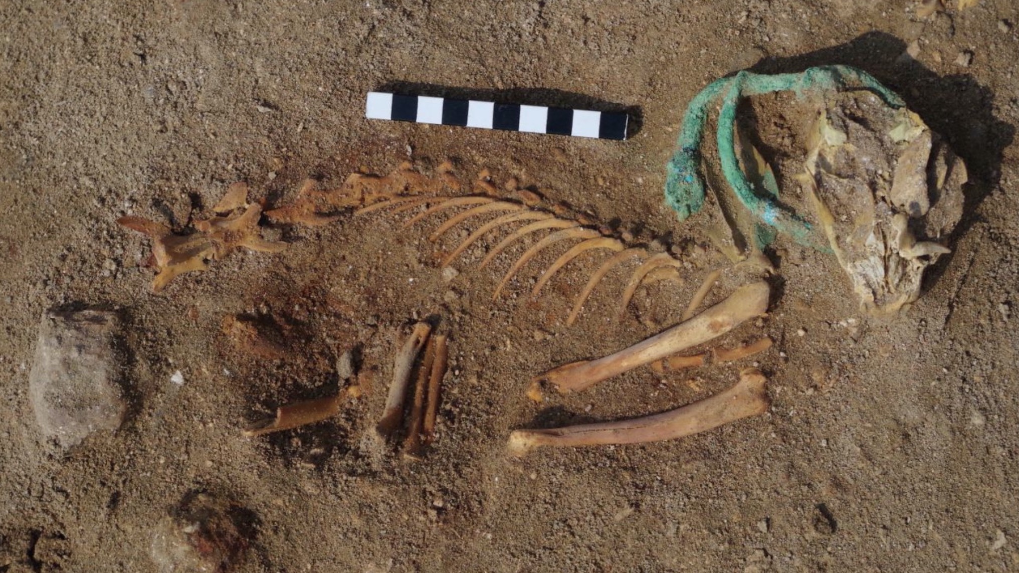 égypte cimetière animaux