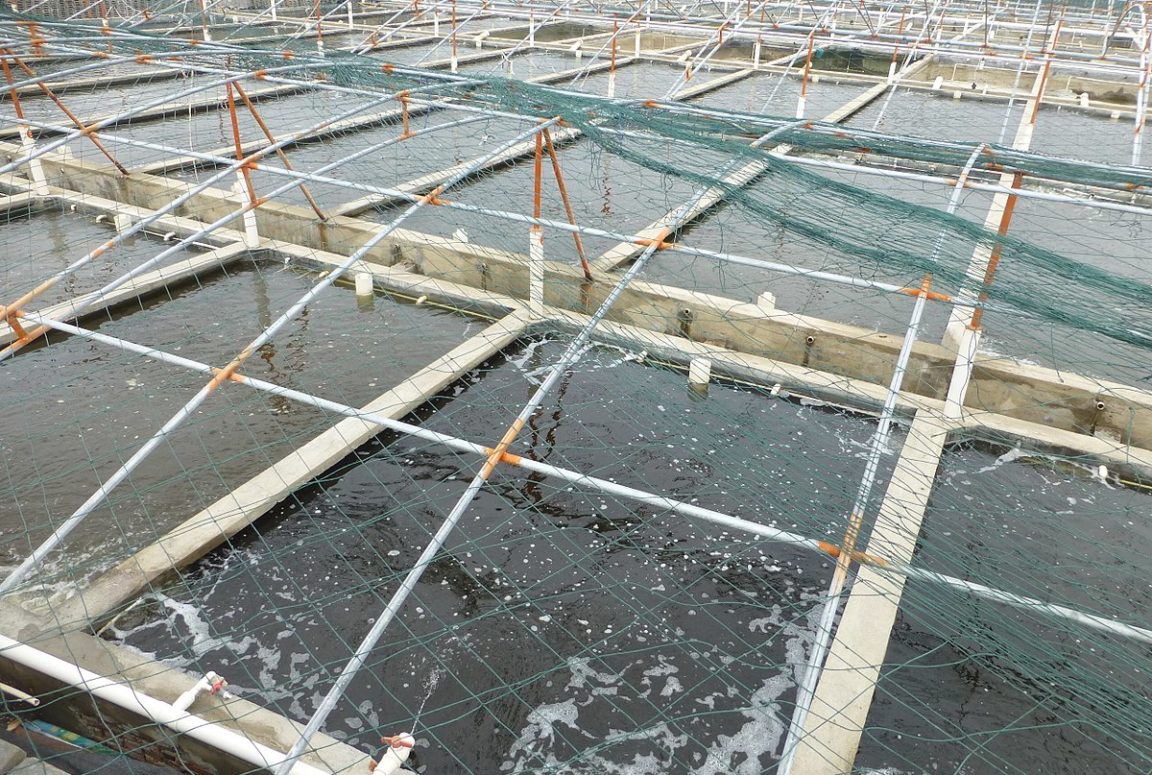 aquaculture poisson