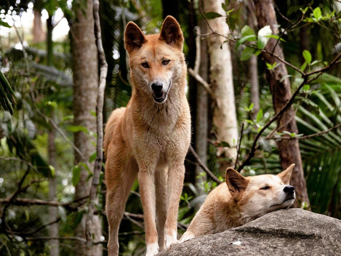dingos