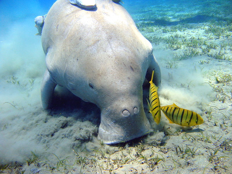 dugong vache de mer