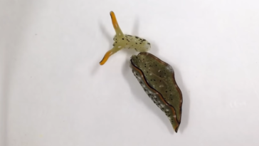 limace corps décapité 2