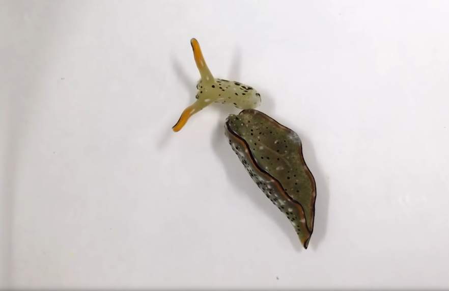 limace corps décapité 2