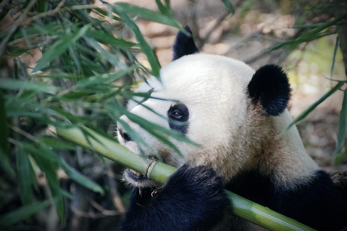 pandas