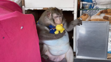 singe macaque Godzilla 2