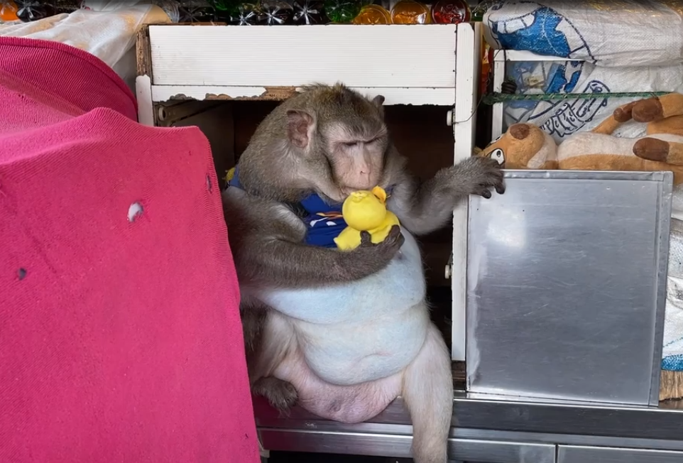 singe macaque Godzilla 2