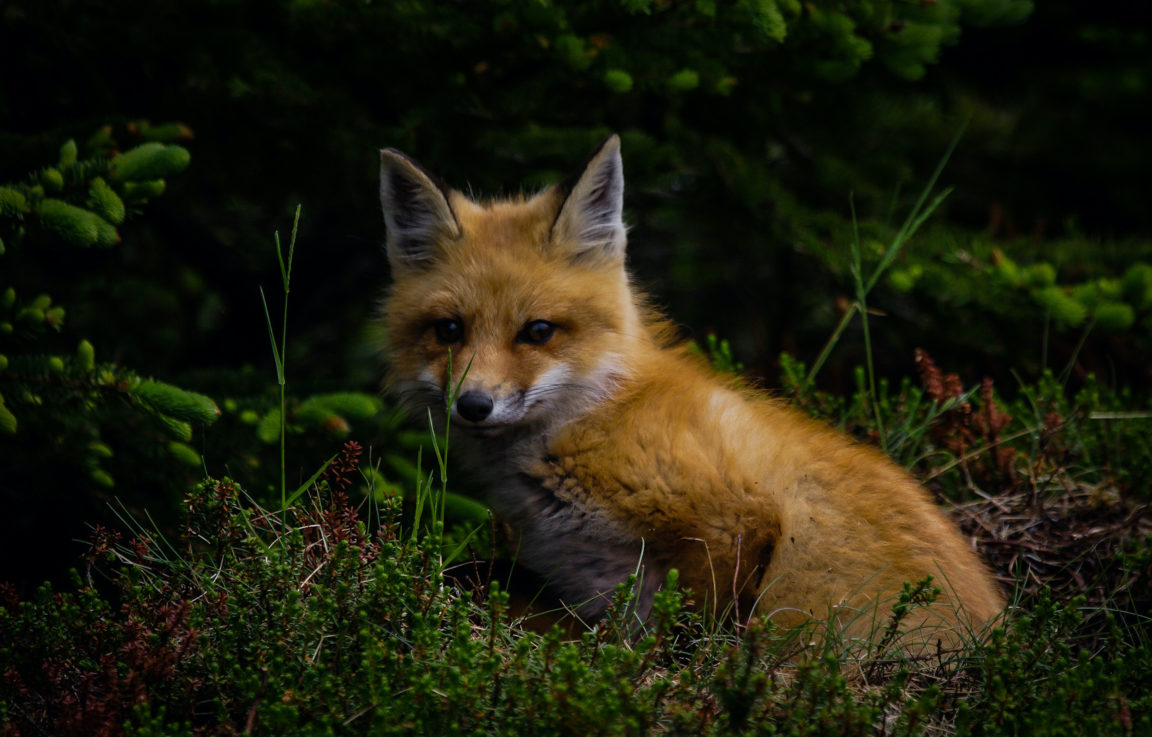 animaux sauvages renard