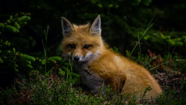 animaux sauvages renard
