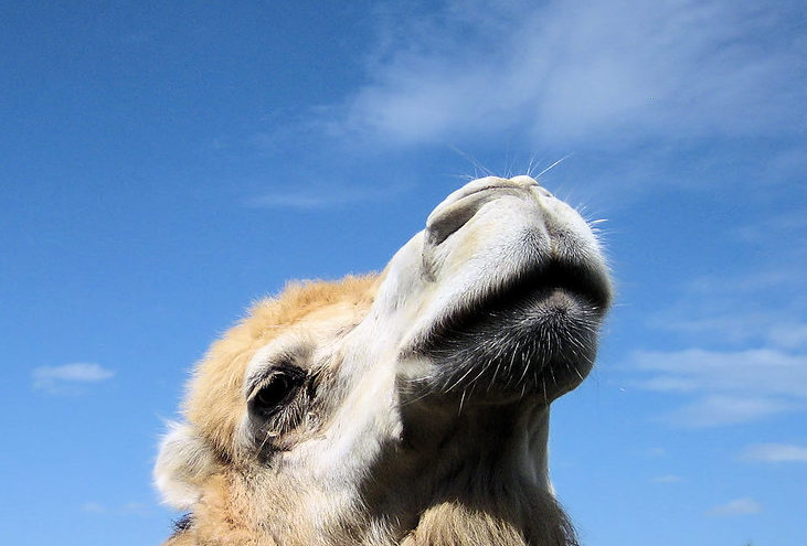 chameau