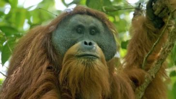 singes orangs-outans