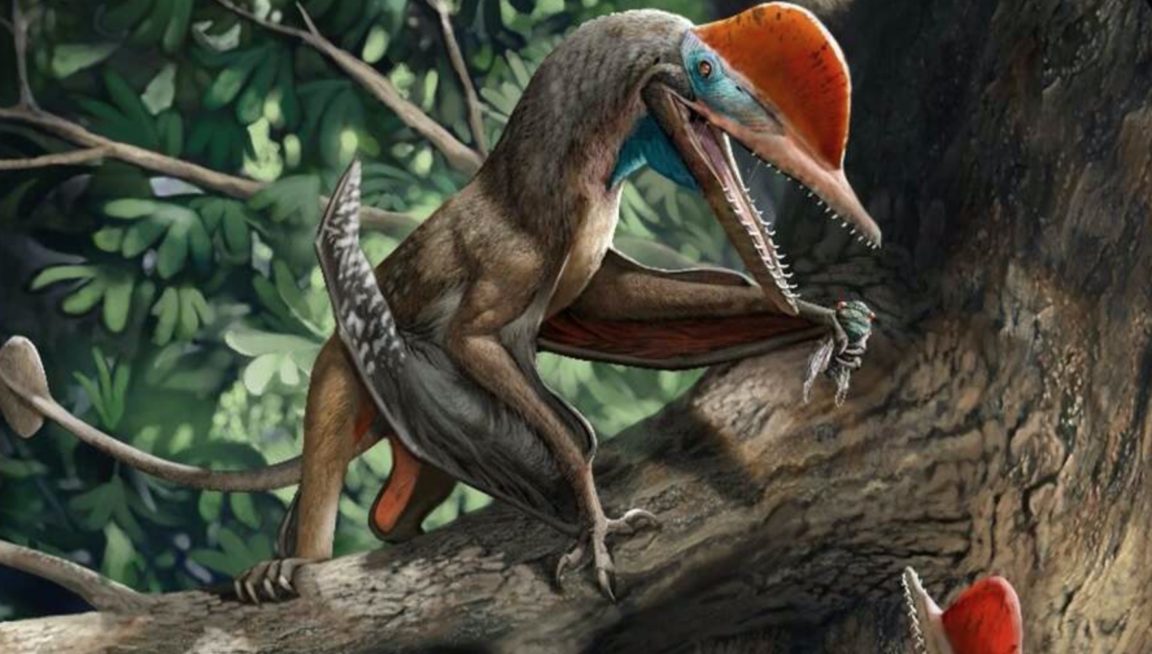 dinosaure ptérosaure pouce opposable