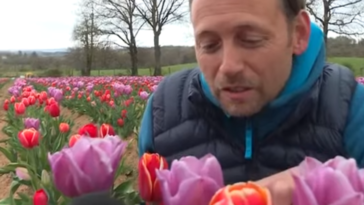 agriculteur hollandais tulipes