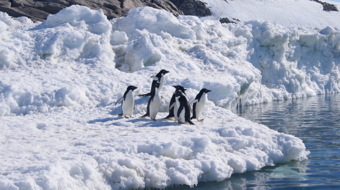 antarctique manchots