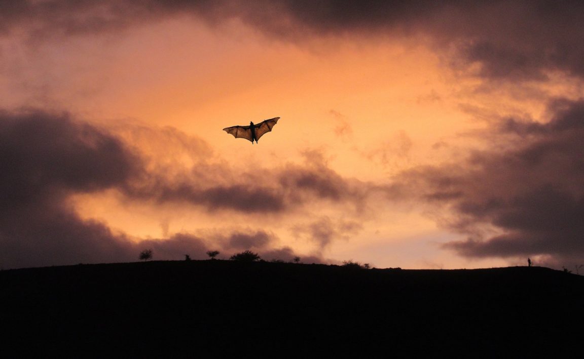 chauves-souris virus