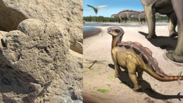 stégosaure dinosaure