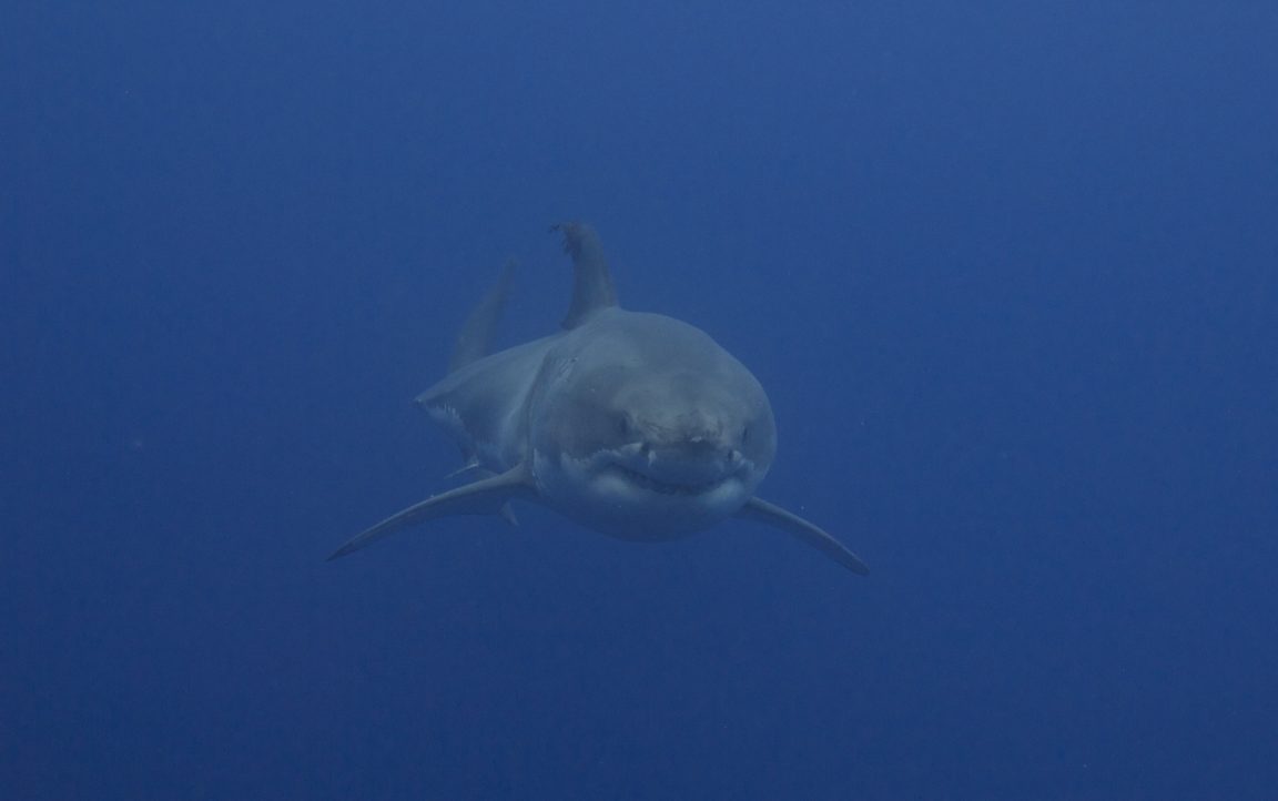 requin blanc