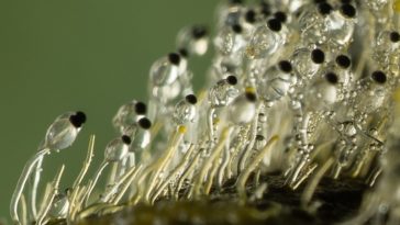 champignon Mucorales